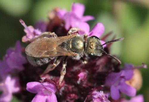 Seladonia submediterranea